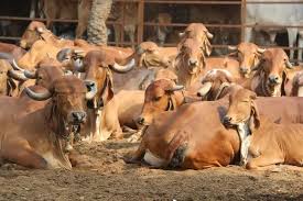 Significance of Gaushala seva